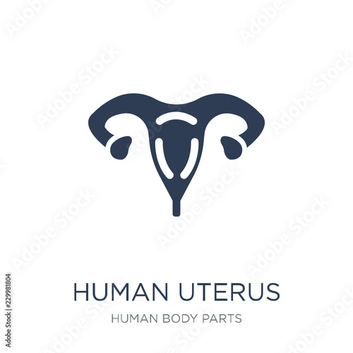 Human Uterus icon. Trendy flat vector Human Uterus icon on white background from Human Body Parts collection