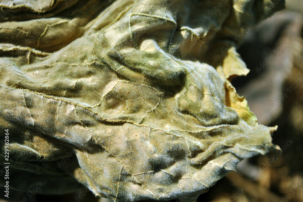 Dry golden-green leaf weird texture, natural organic  background, close up detail, soft sepia wavy sandy surface