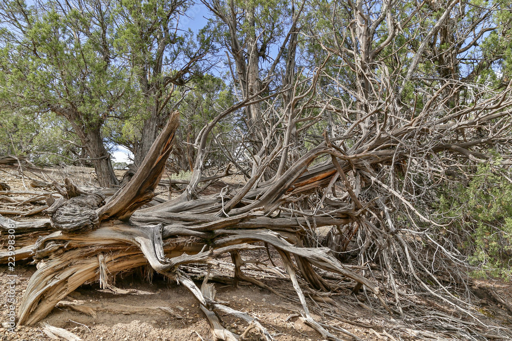 old twisted dead Juniper tree in the desert southwest old twisted dead Juniper tree in the desert southwest