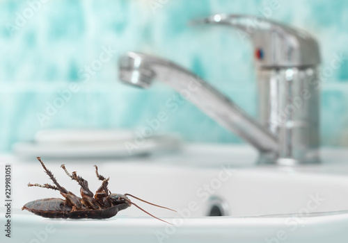 Dead cockroach on the washstand on the background of the water faucet and blue tile in bathroom. Inside high-rise buildings. Fight with cockroaches in the apartment. Extermination.