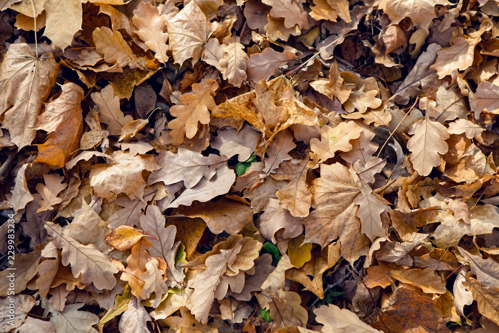 brown autumn oak leaves of different sizes lie on the ground brown autumn oak leaves of different sizes lie on the ground