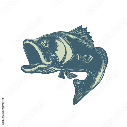 Barramundi Scratchboard Style