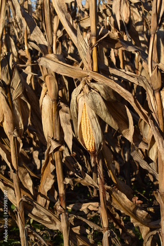 Feed corn ready for harvest in a field - late fall