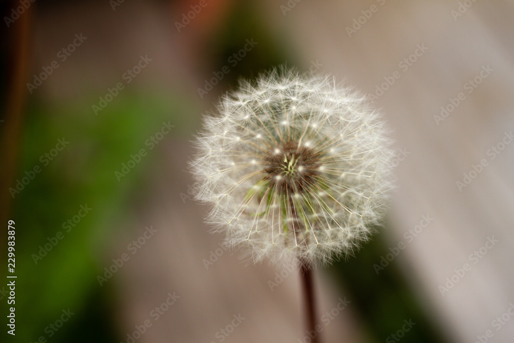 Fototapeta premium Macro plant patterns