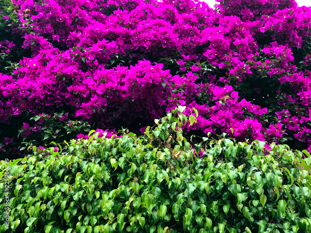 Pink bugambilia flowers over ficus tree