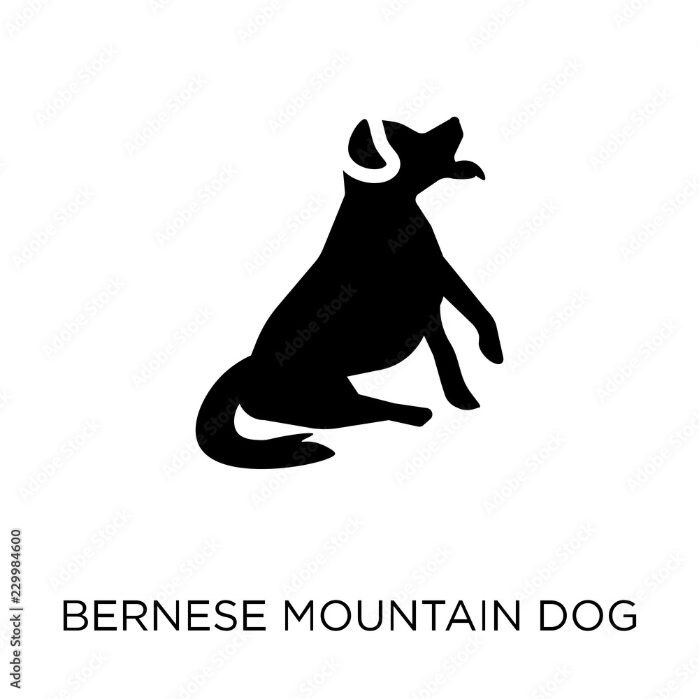 Bernese Mountain dog icon. Bernese Mountain dog symbol design from Dogs collection.
