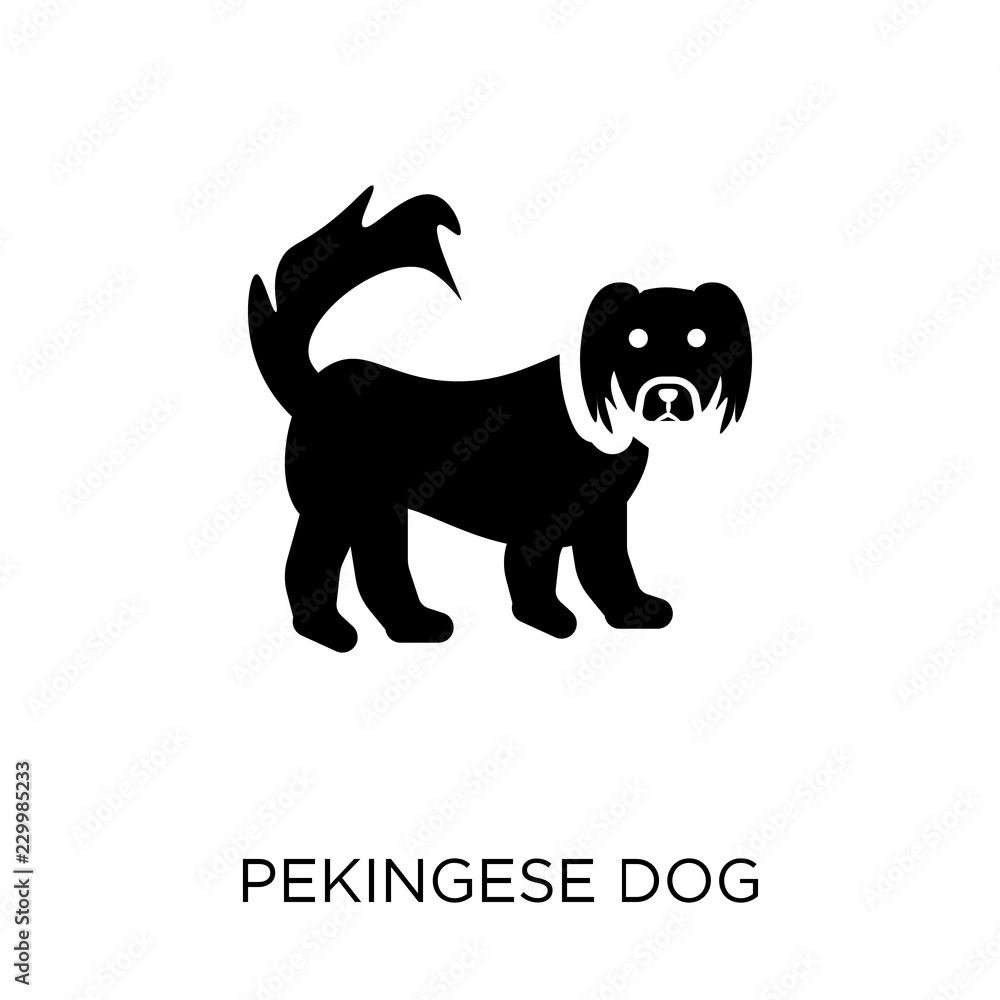 Fototapeta premium Pekingese dog icon. Pekingese dog symbol design from Dogs collection.