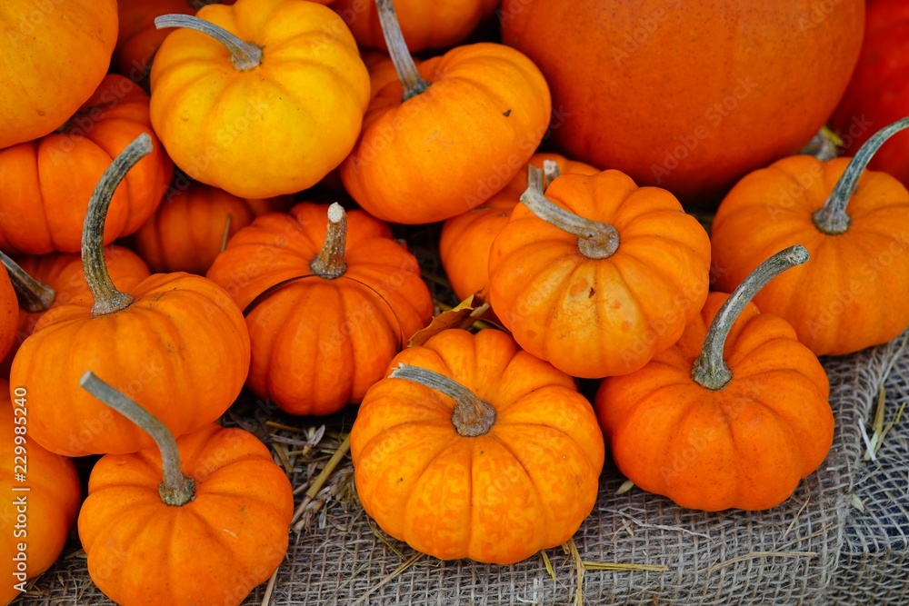 Mini orange pumpkins in bulk at the farmers market in the fall Mini orange pumpkins in bulk at the farmers market in the fall