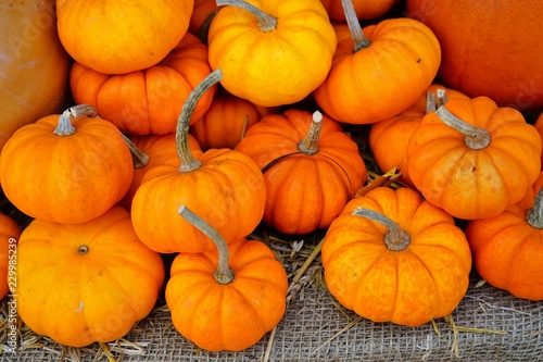 Mini orange pumpkins in bulk at the farmers market in the fall