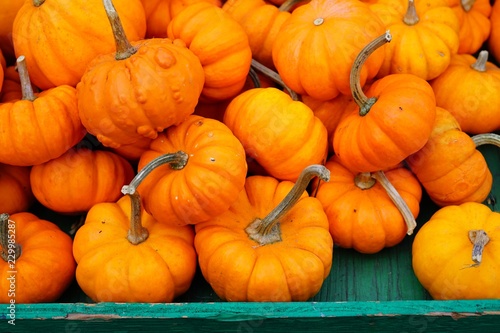 Mini orange pumpkins in bulk at the farmers market in the fall