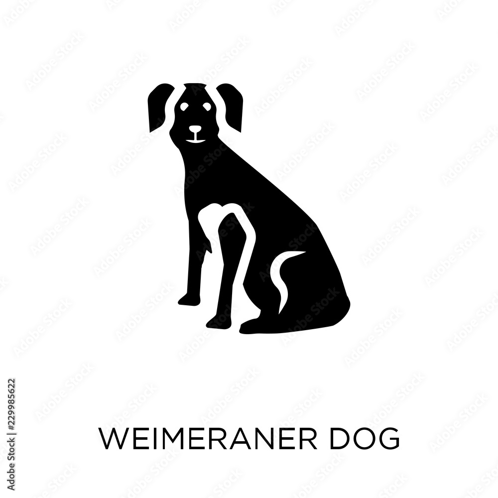 Weimeraner dog icon. Weimeraner dog symbol design from Dogs collection.