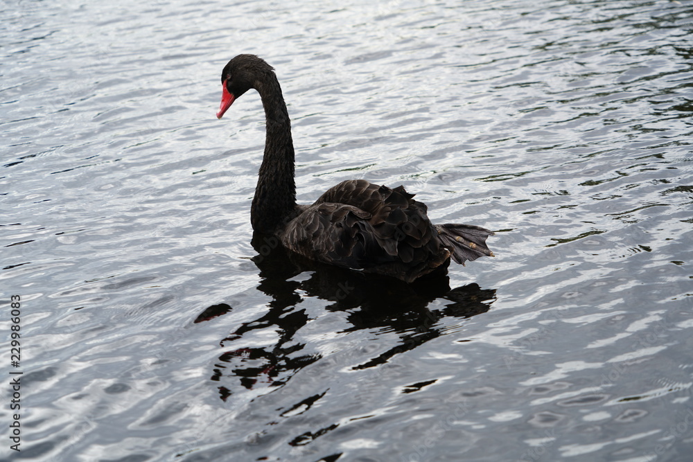 Fototapeta premium swan on lake