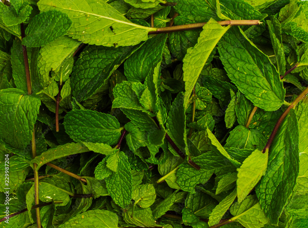 fresh green mint fresh green mint
