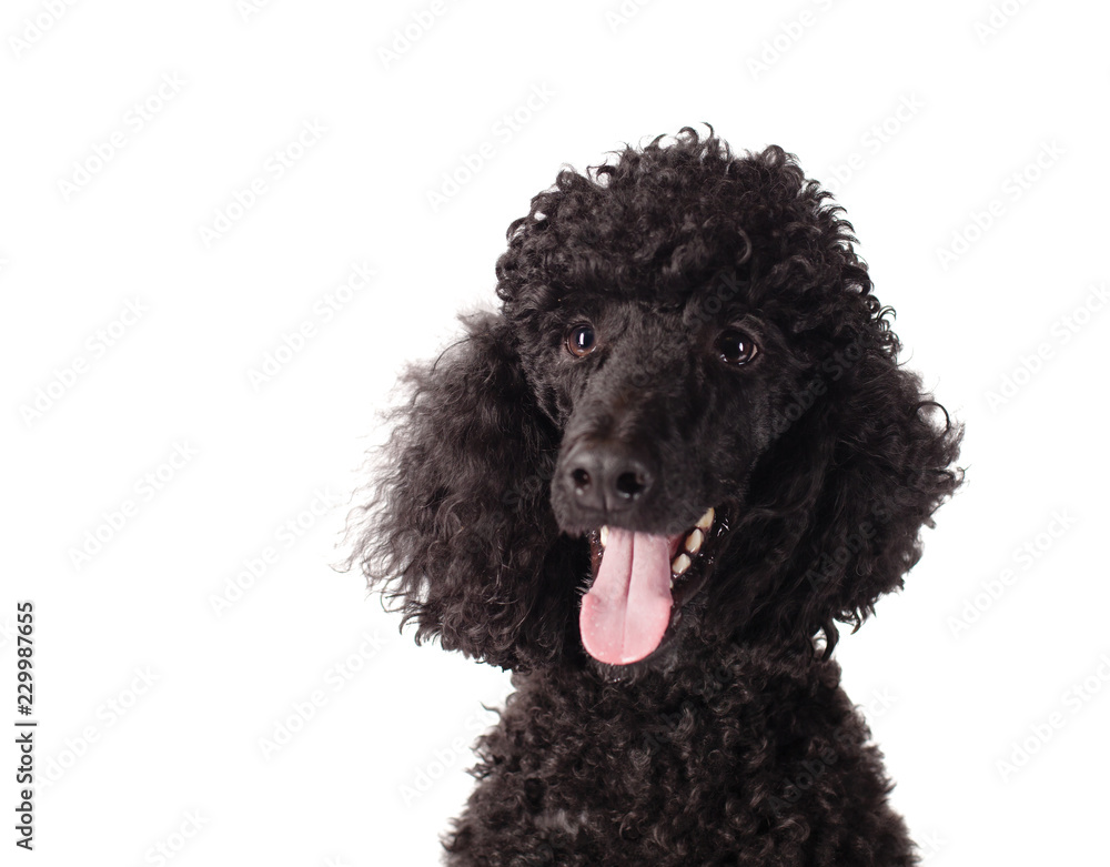 poodle smiling on white background poodle smiling on white background