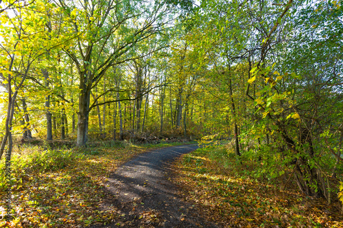 Herbstlicher Waldweg © Holger.S