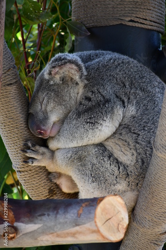 Photography sleeping koala