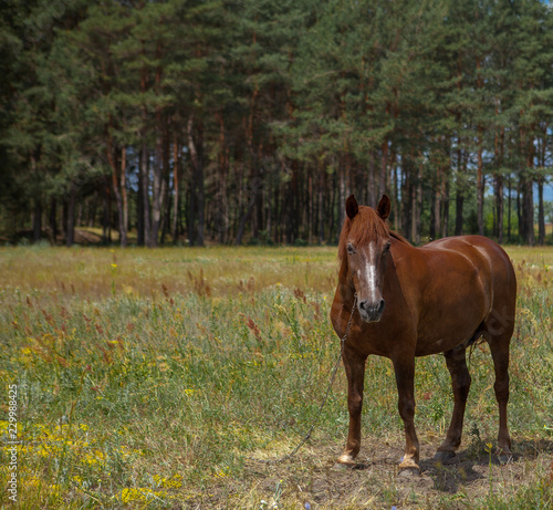 A horse in a forest glade. A bright summer photo. The nature of the village