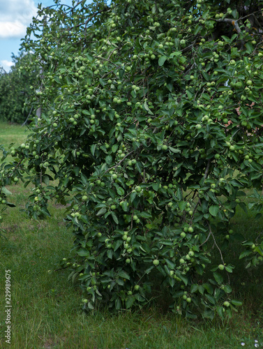 Fruit trees in an orchard. An apple tree that leans down to the bottom from apples