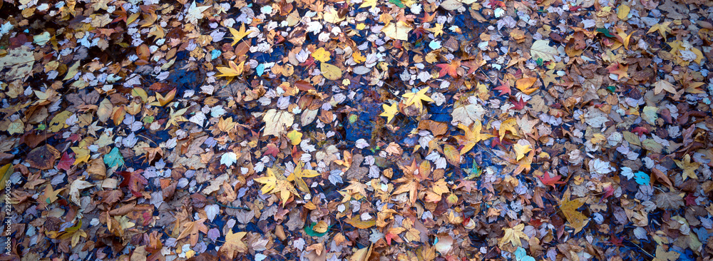 Autumnal forest floor panorama