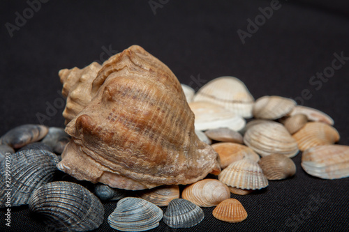 single seashell standing on small shells isolated on black background
