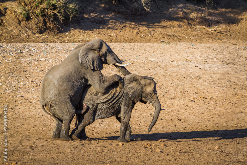 Obraz premium African bush elephant in Kruger National park, South Africa ; Specie Loxodonta africana family of Elephantidae