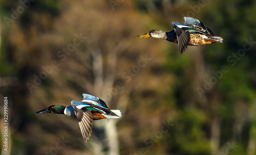 ducks