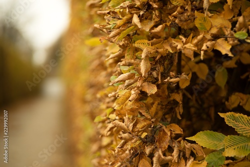 utumn colored background, green and yellow leaves of oak and beech in autumn. photo