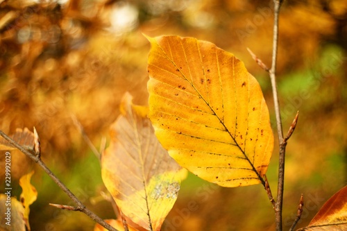 utumn colored background, green and yellow leaves of oak and beech in autumn.