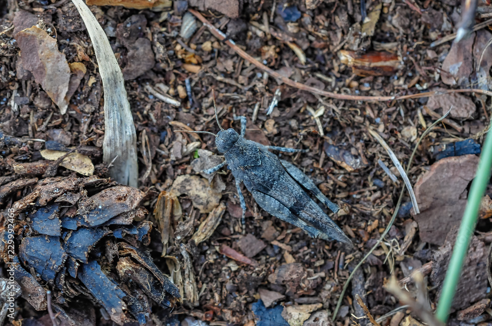 grizzly grasshopper on the ground grizzly grasshopper on the ground