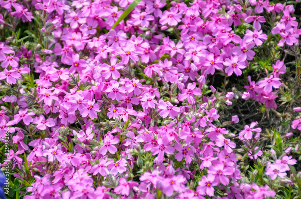 flowers in the garden flowers in the garden