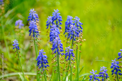 flowers in the garden