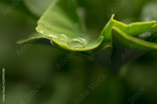 Wassertropfen auf Ginkgoblatt © Magnus