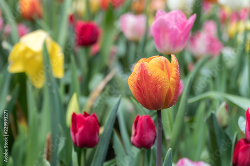 Close-up of multi-coloured tulips in a garden with dew drops  horizontal  selective focus