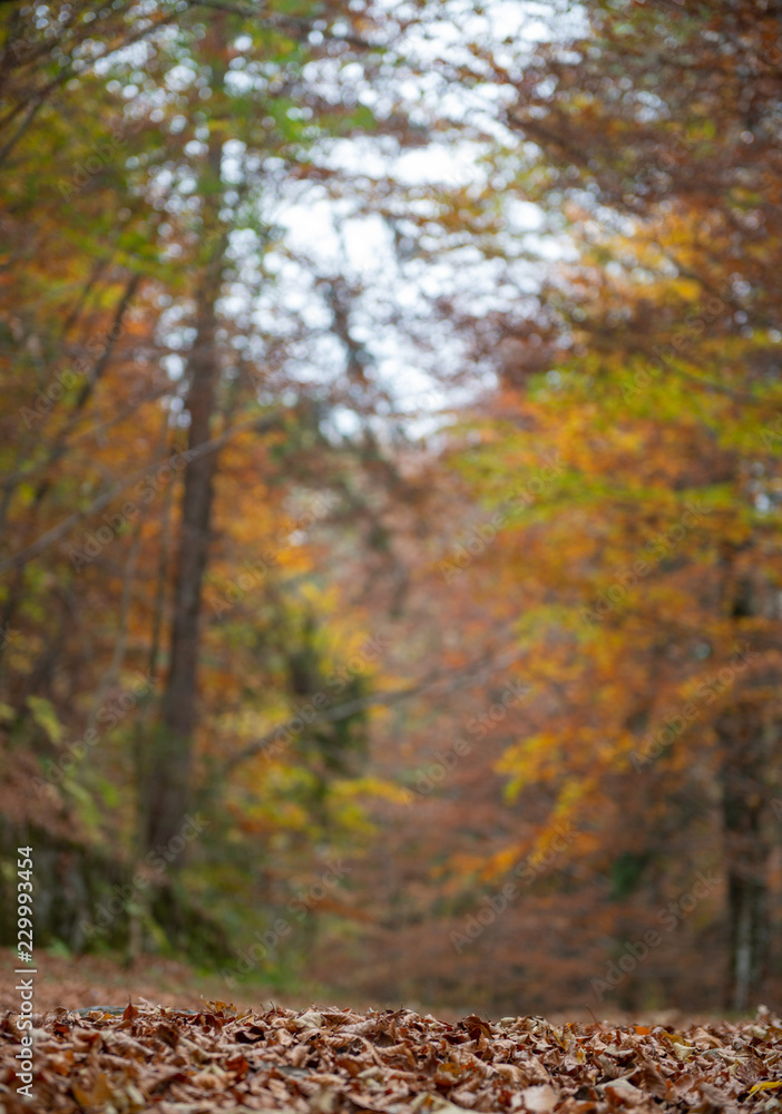 Forest in the fall