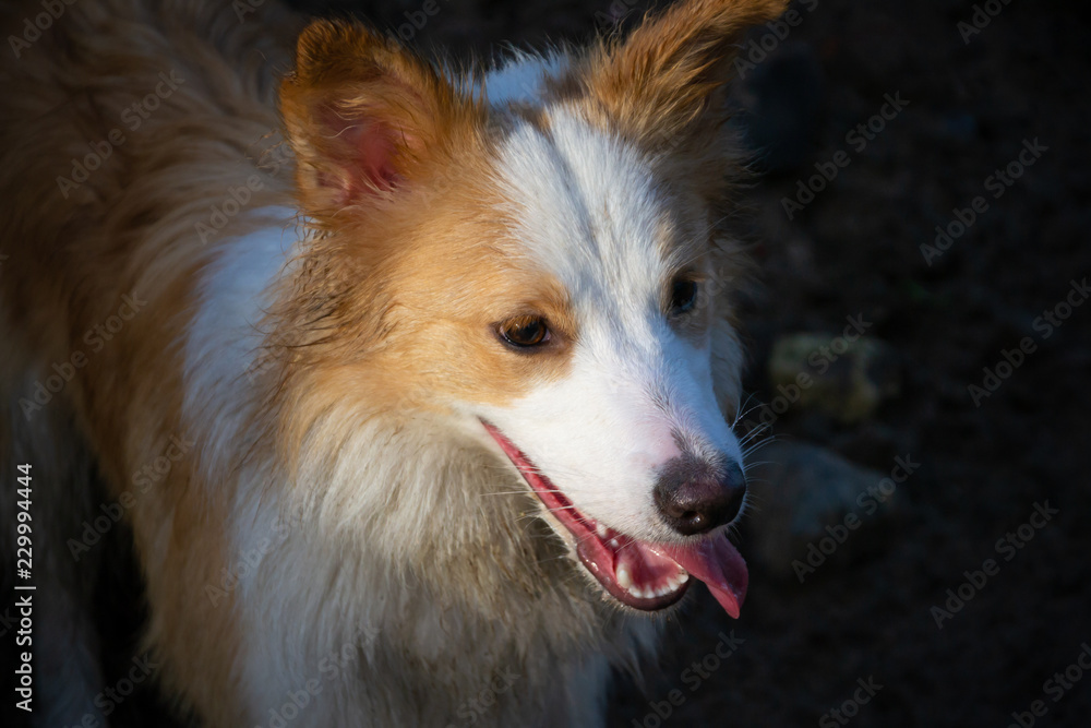 Naklejka premium Young energetic female border collie walking with her owner. Harmonious relationship with the dog: education and training. Heat and thirst in the hot season.