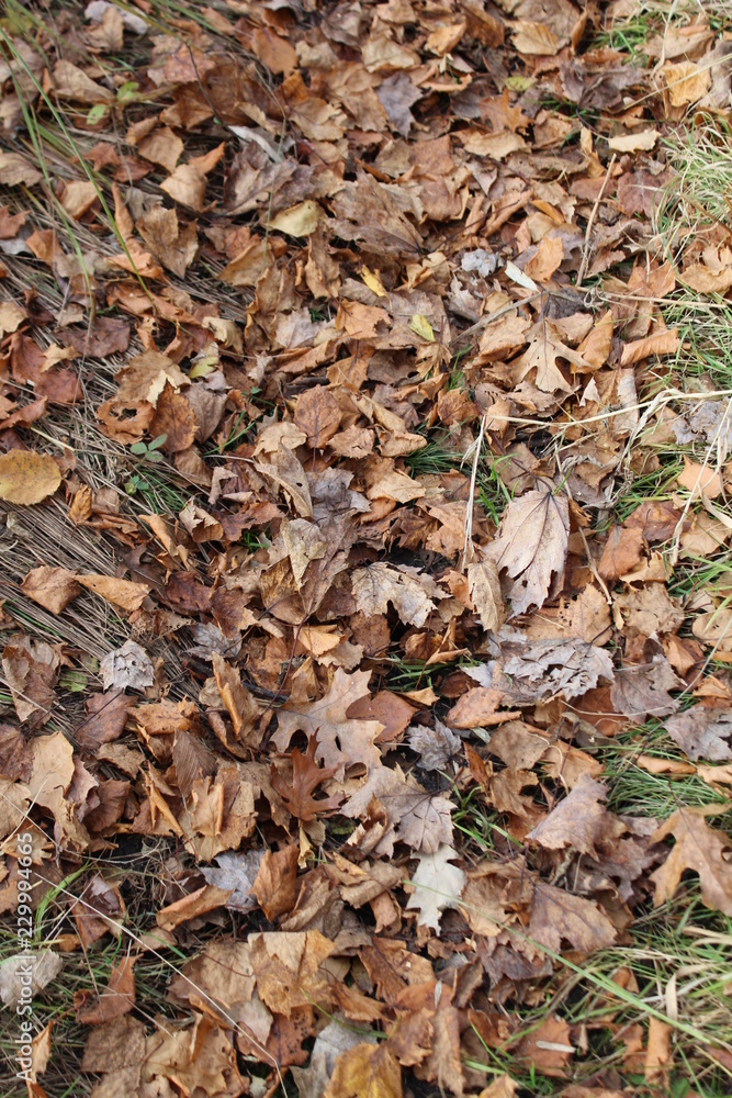 fallen leaves in fall fallen leaves in fall