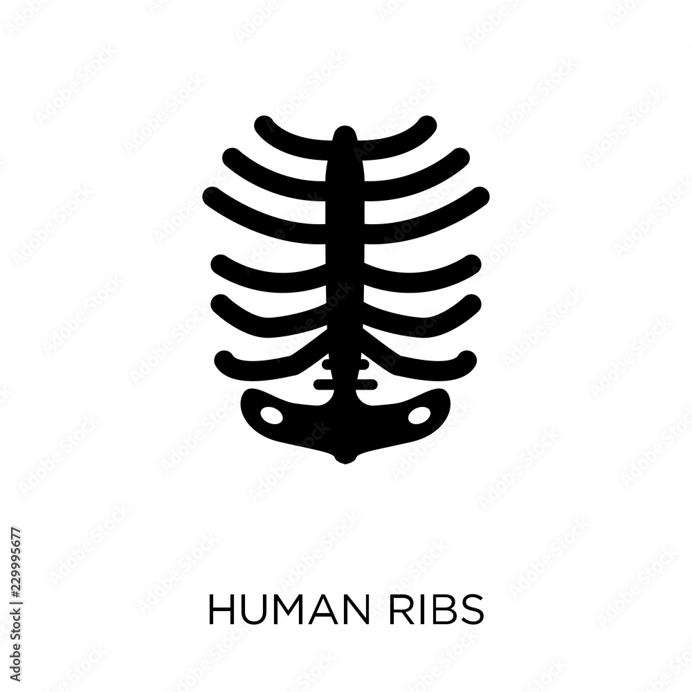 Human Ribs icon. Human Ribs symbol design from Human Body Parts