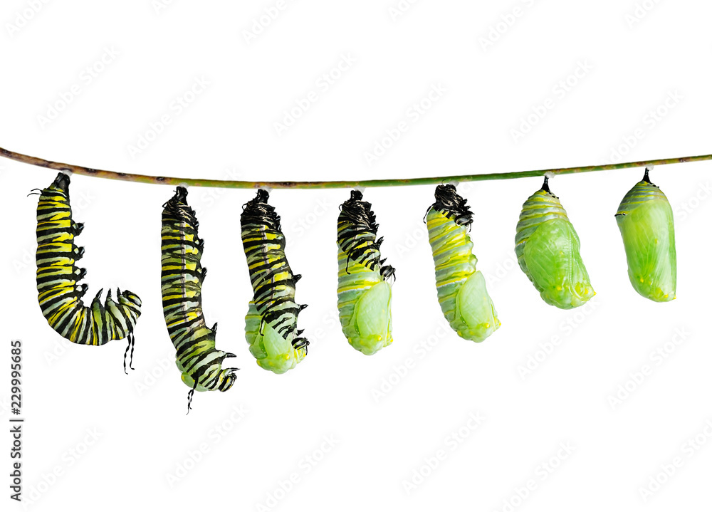 monarch caterpillar in various stages isolated on white