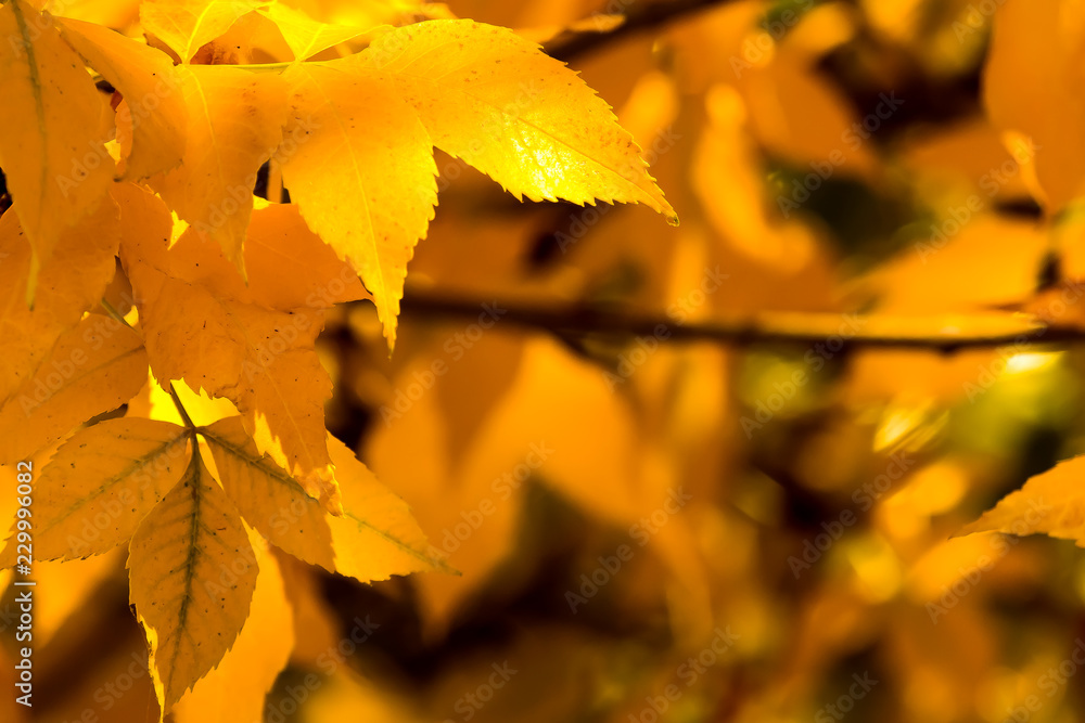 Fall Leaves Fall Leaves