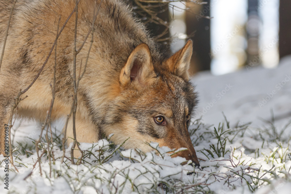 Naklejka premium Wolf im Winter