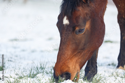 Fototapeta Naklejka Na Ścianę i Meble -  Pferd grast auf Winterwiese