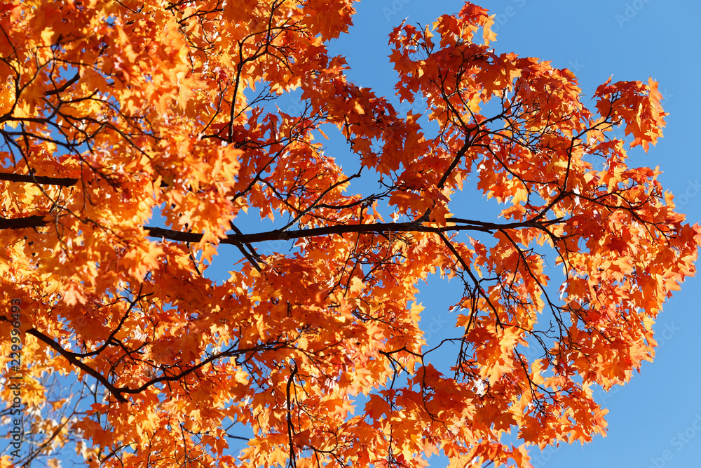 Orange autumn maple foliage against blue sky. Autumn landscape. Colorful Autumn Leaves. Orange autumn maple foliage against blue sky. Autumn landscape. Colorful Autumn Leaves.