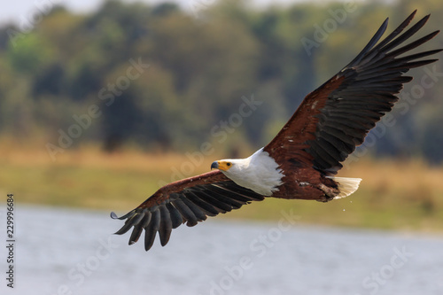 African fish eagle in low flight in Liwonde National Park, Malawi. photo