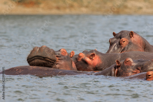 Group of hippos relaxing on the back of each other in the Shire River, Liwonde Nationalpark, Malawi.