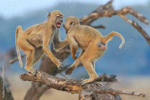 Canvas Print Vervet monkeys fighting on a branch in the blue hour in Liwonde National Park, Malawi