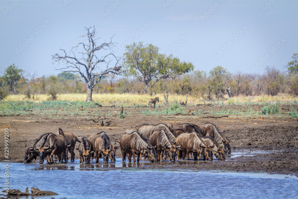 Blue wildebeest in Kruger National park, South Africa ; Specie Connochaetes taurinus family of Bovidae Blue wildebeest in Kruger National park, South Africa ; Specie Connochaetes taurinus family of Bovidae