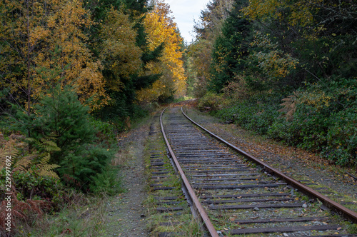 disused railway line through forest 