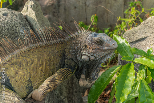 Green Iguana