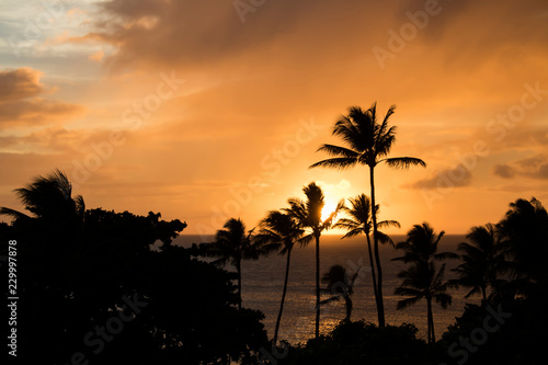 Orange Clouds at Sunset Reflecting on Ocean Surface with Palm Trees Silhouette