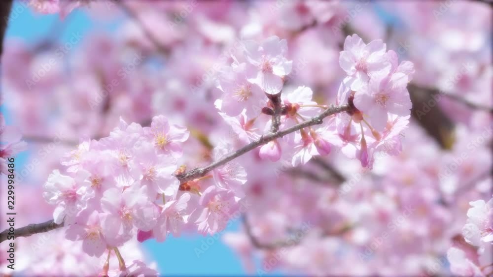 風に揺れる河津桜 アップ ソフト調 風に揺れる河津桜 アップ ソフト調